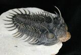 Large Spiny Comura Trilobite - Awesome Eyes! #11927-1
